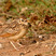 Jerdon's Bushlark